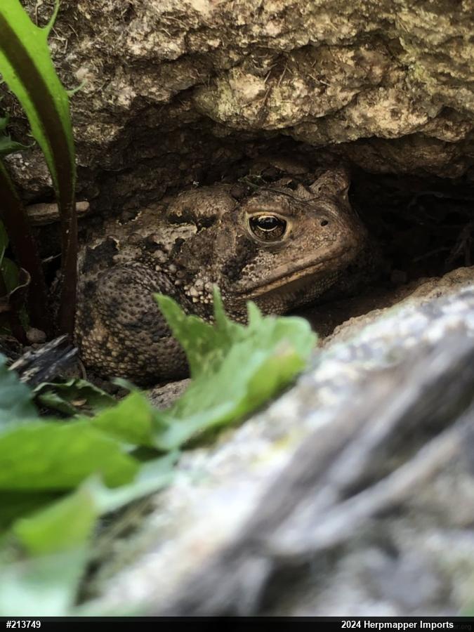 Eastern American Toad