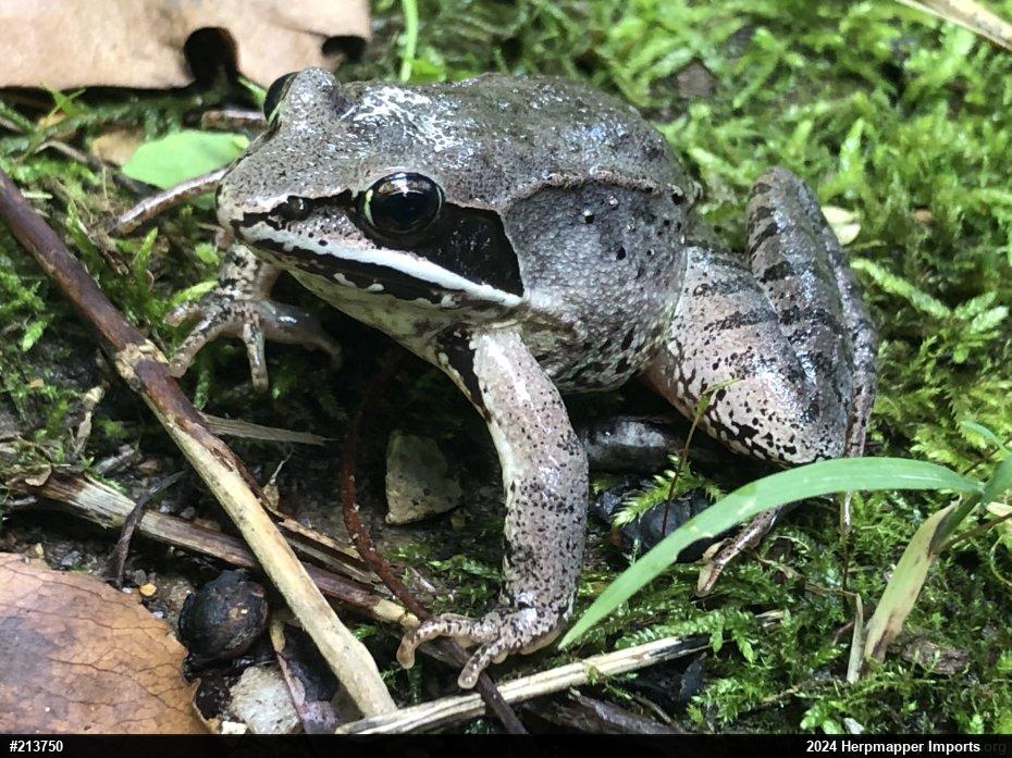 Wood Frog