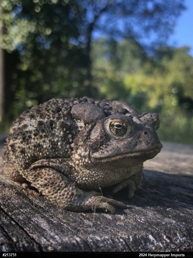 Eastern American Toad