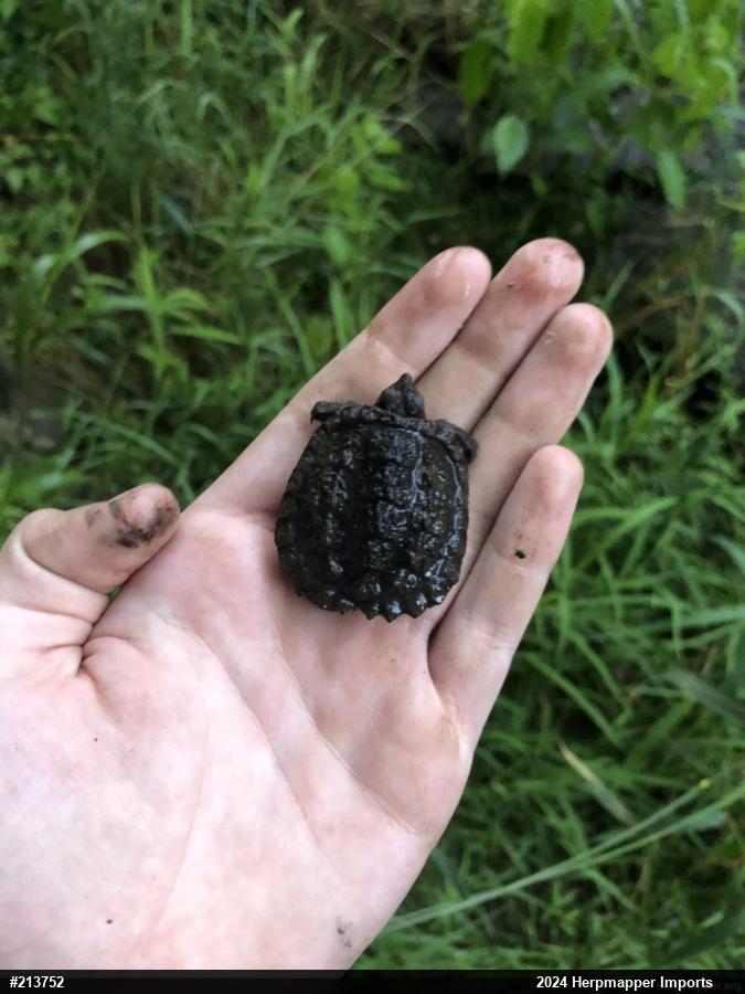 Snapping Turtle