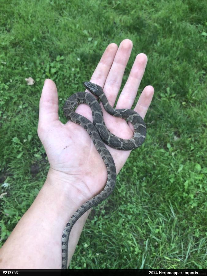 Northern Watersnake