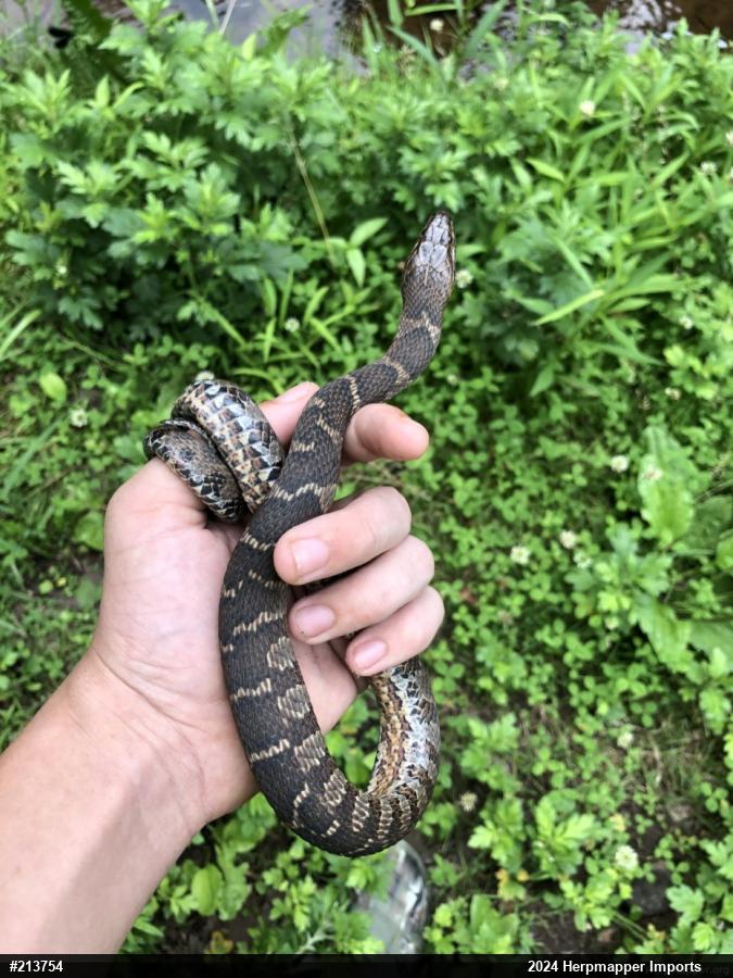 Northern Watersnake