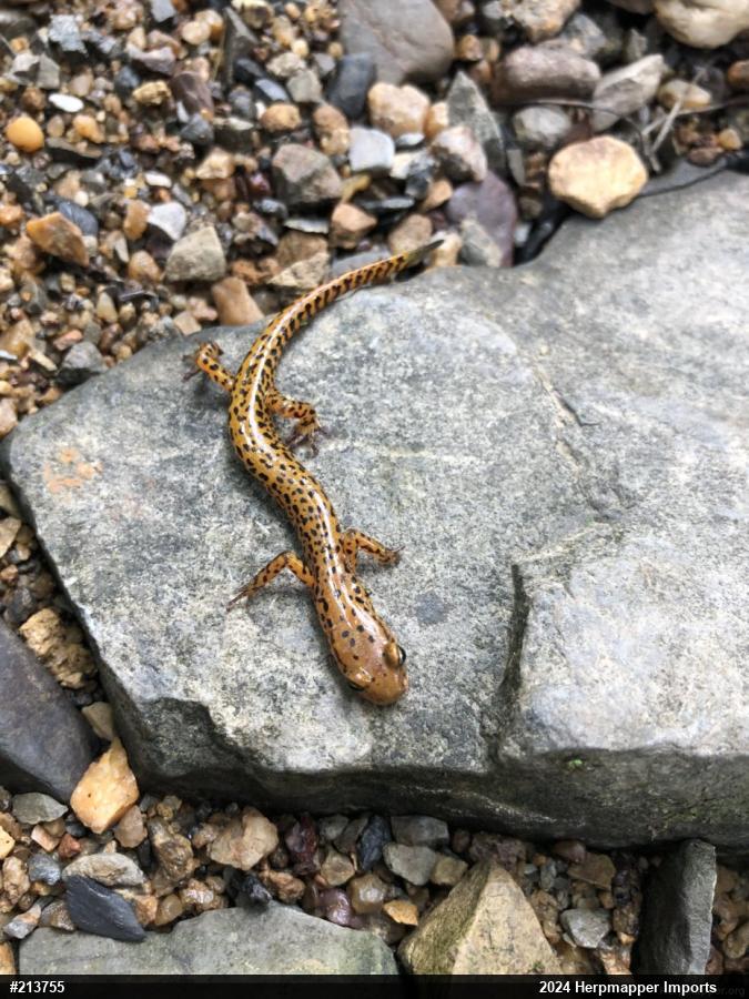 Eastern Long-tailed Salamander