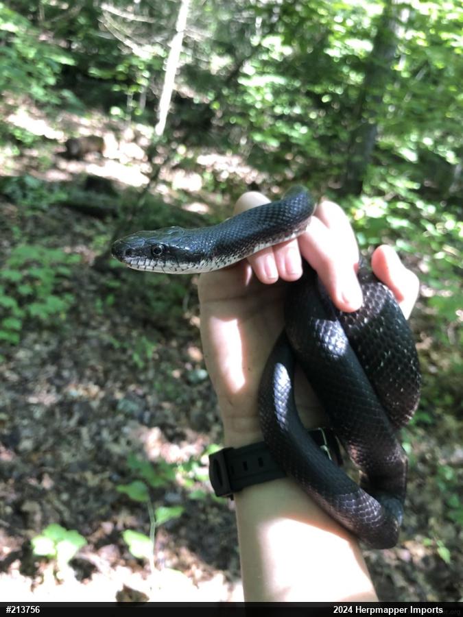 Eastern Ratsnake