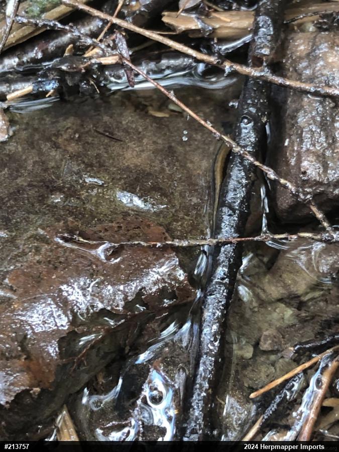 Allegheny Mountain Dusky Salamander