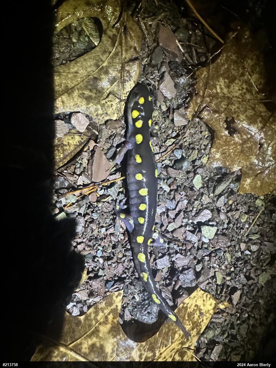 Spotted Salamander