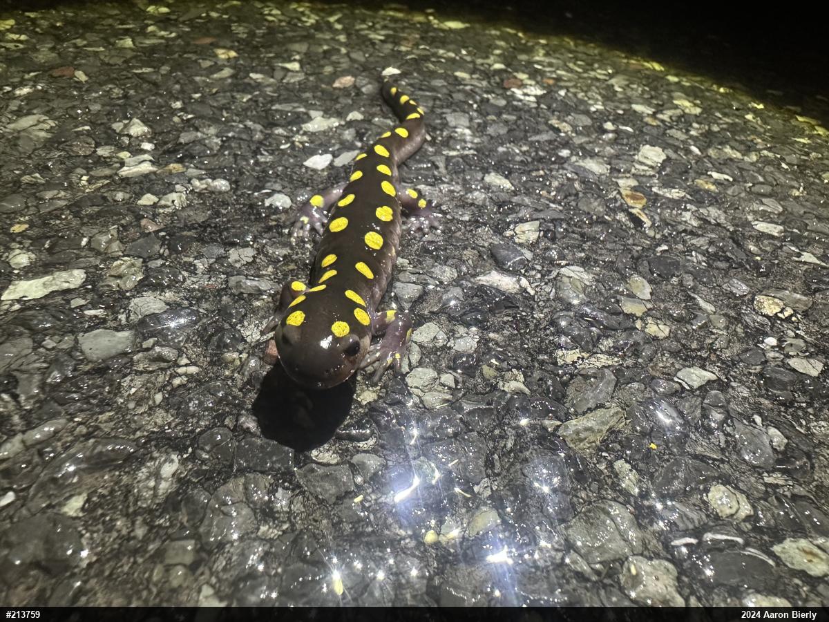 Spotted Salamander