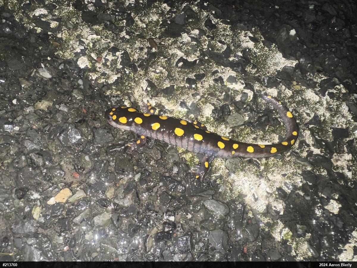 Spotted Salamander