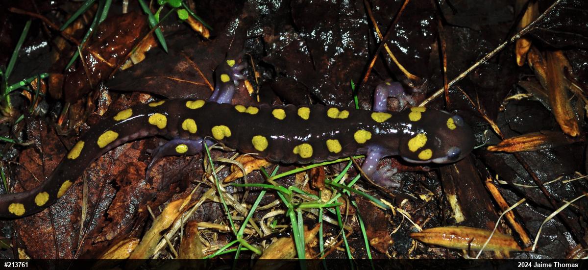 Spotted Salamander