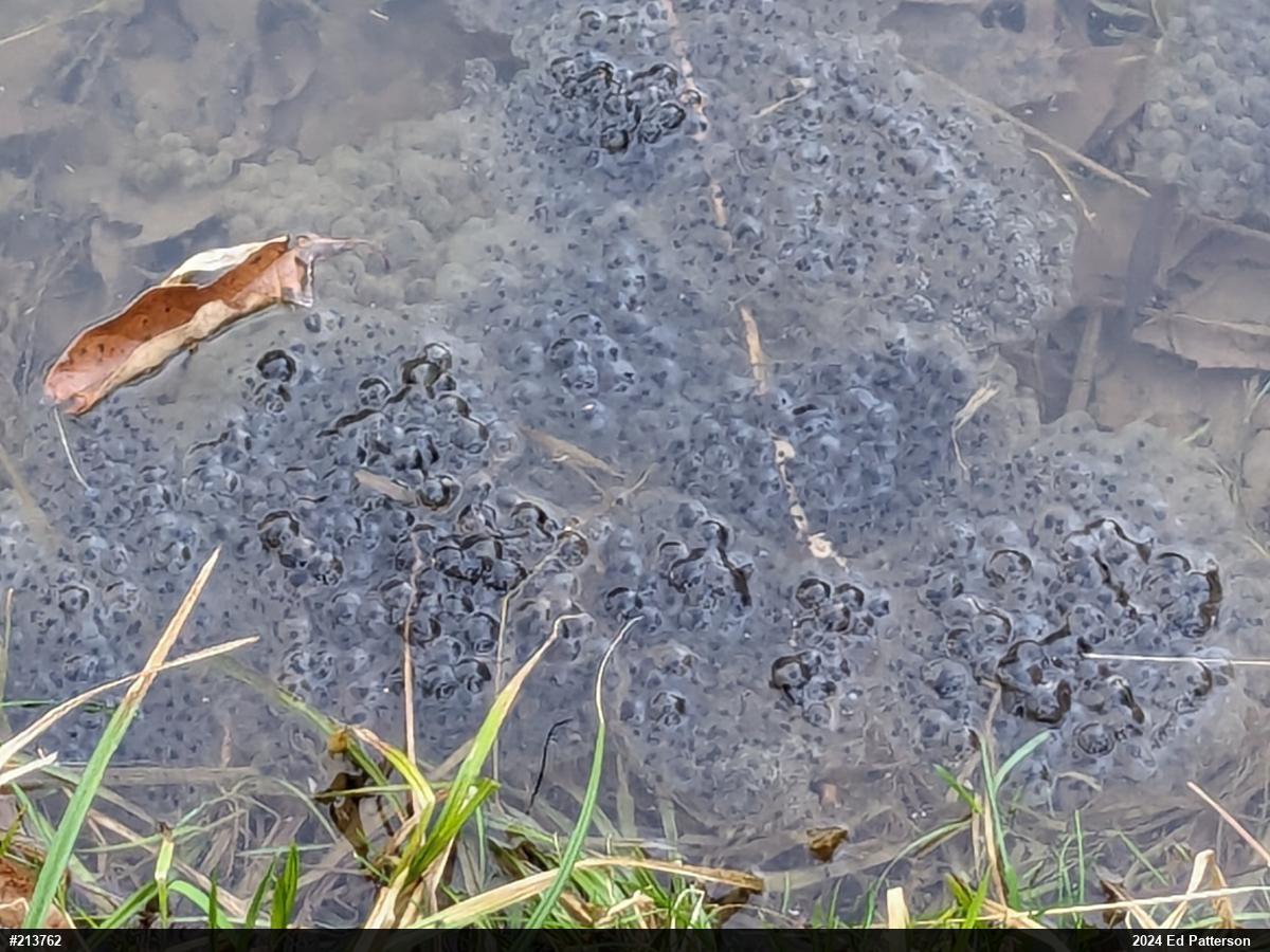 Wood Frog