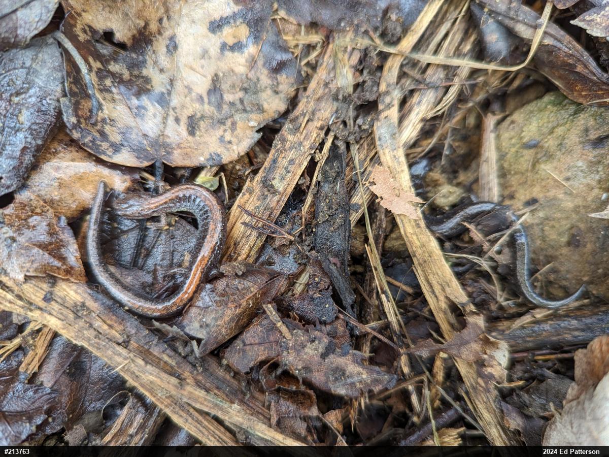 Eastern Red-backed  Salamander