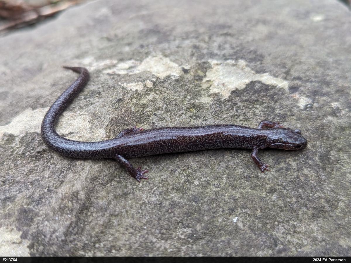 Valley And Ridge Salamander