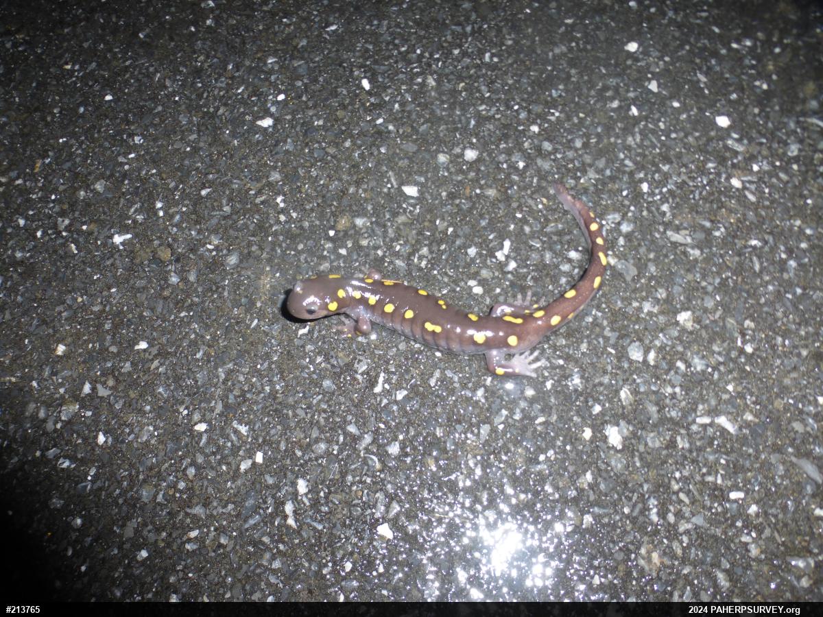 Spotted Salamander