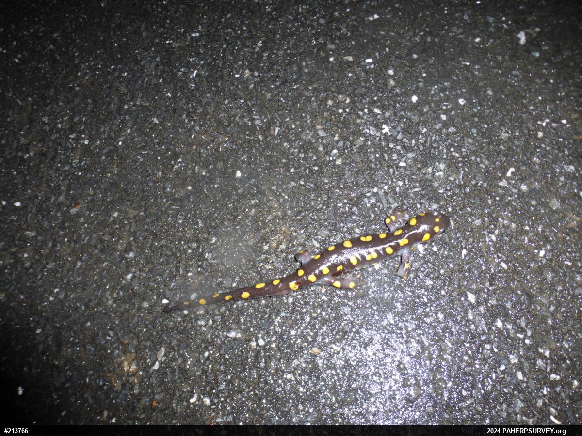 Spotted Salamander
