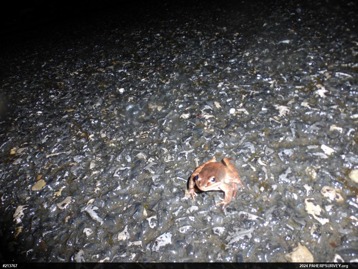 Wood Frog