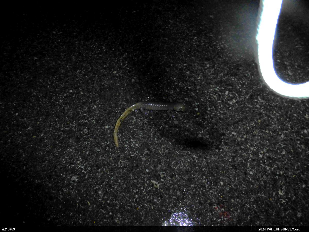Jefferson Salamander