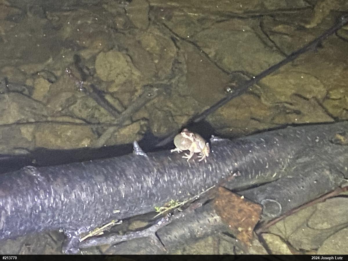 Spring Peeper