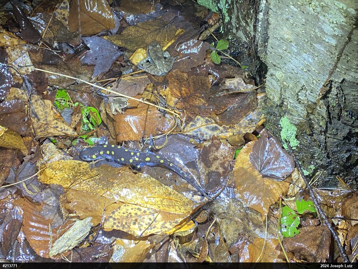 Wood Frog
