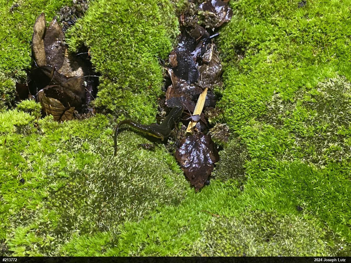 Red-spotted Newt