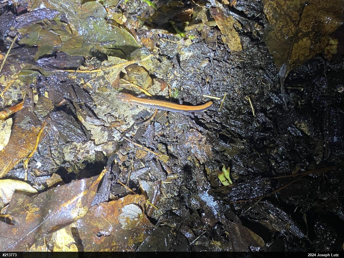 Eastern Red-backed  Salamander
