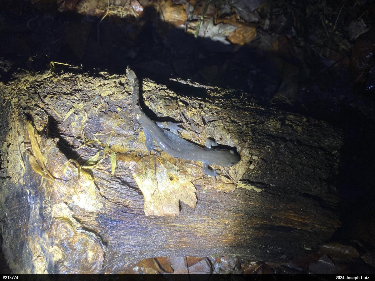 Jefferson Salamander
