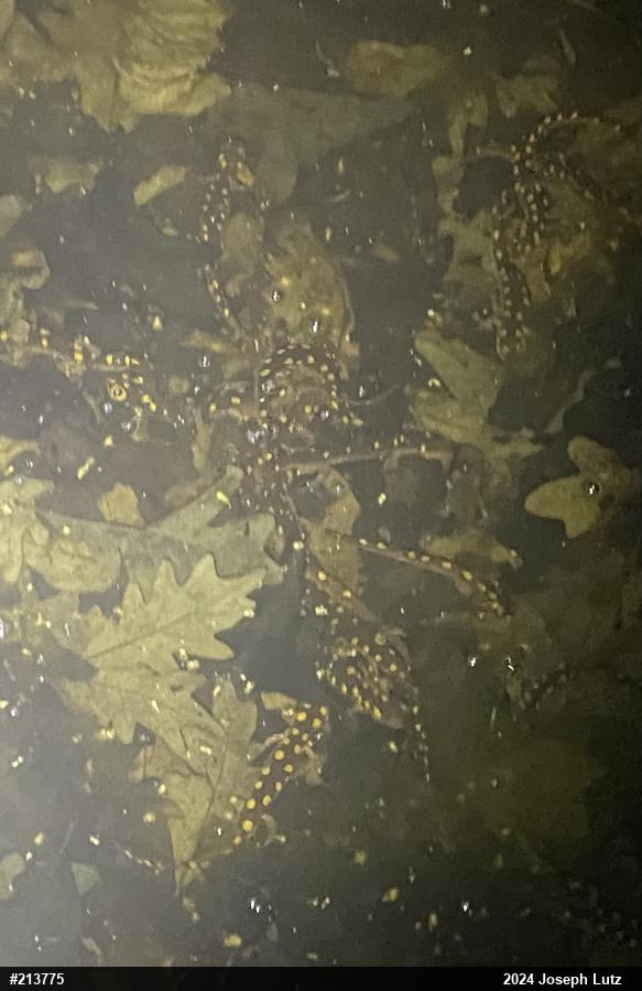 Spotted Salamander