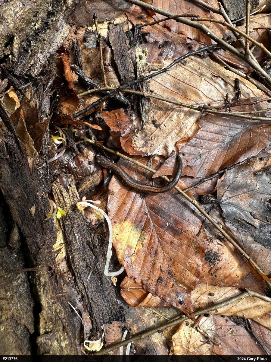 Eastern Red-backed  Salamander