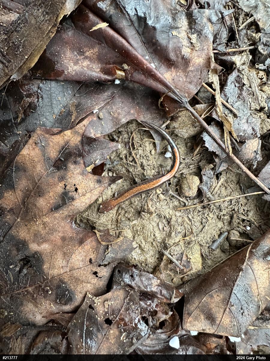 Eastern Red-backed  Salamander