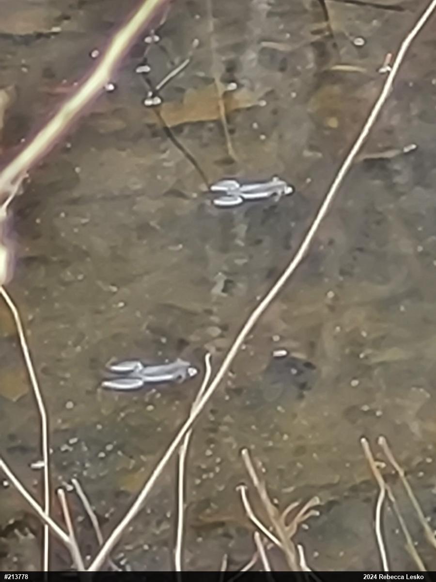 Wood Frog