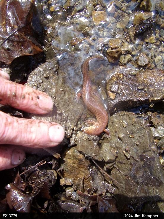 Northern Spring Salamander