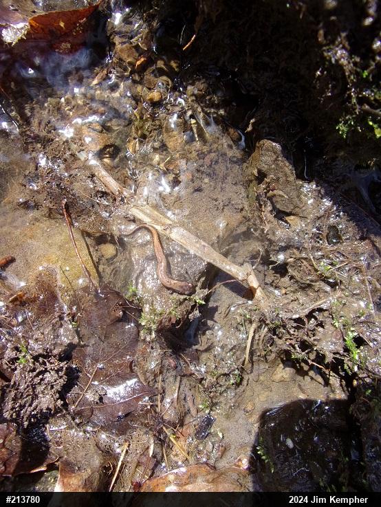 Allegheny Mountain Dusky Salamander