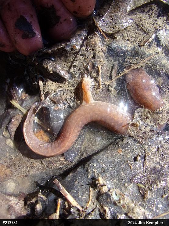 Northern Spring Salamander