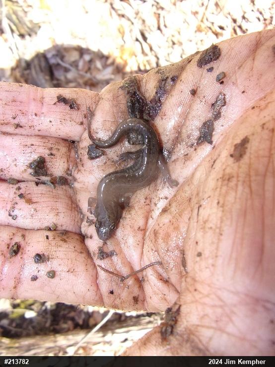 Allegheny Mountain Dusky Salamander