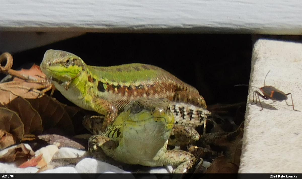 Italian Wall Lizard