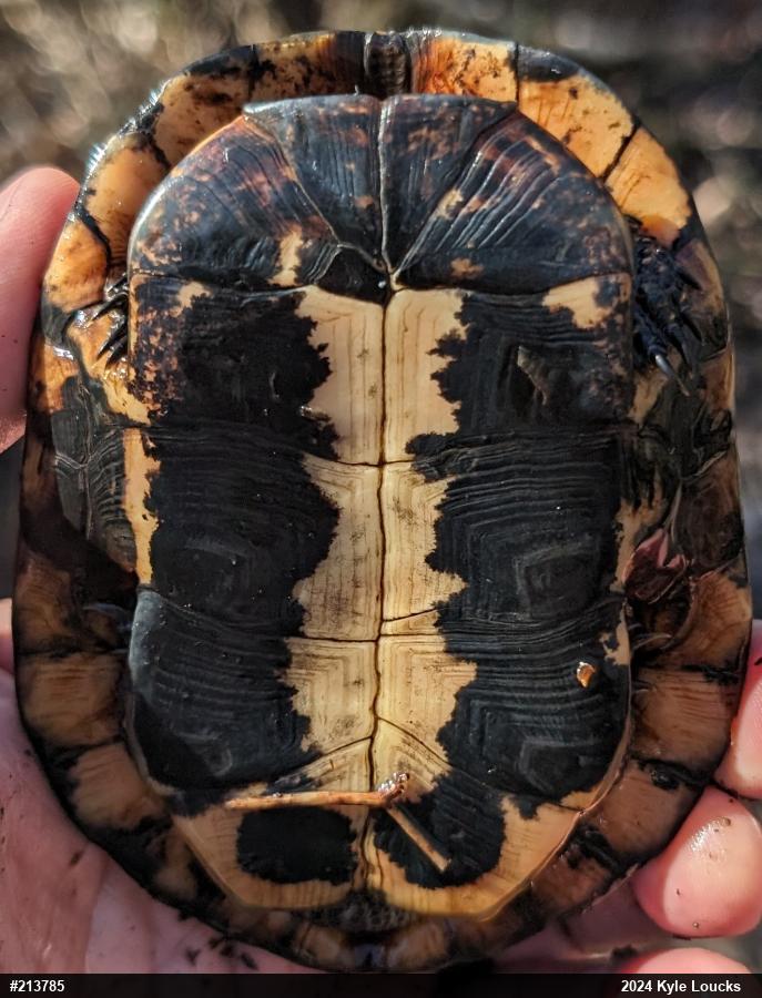 Spotted Turtle