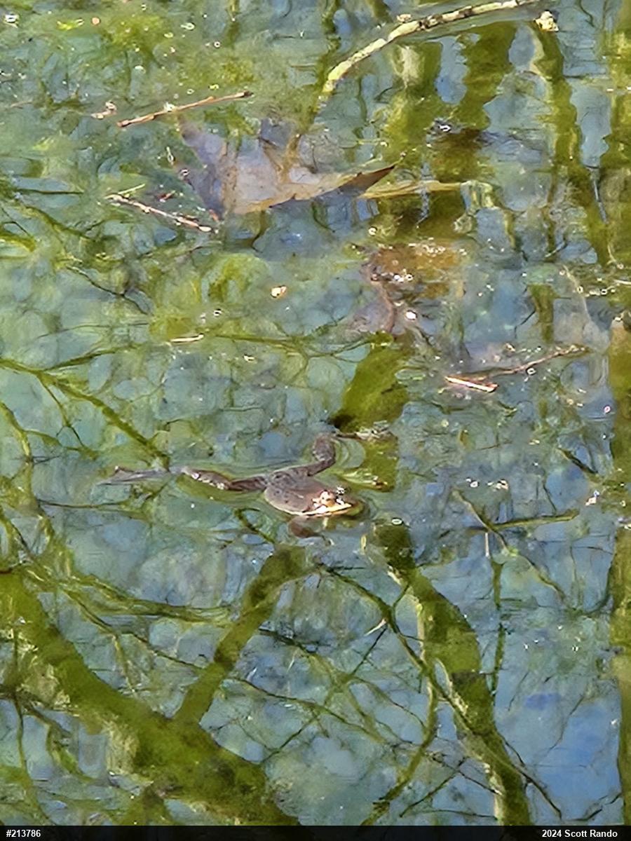 Wood Frog