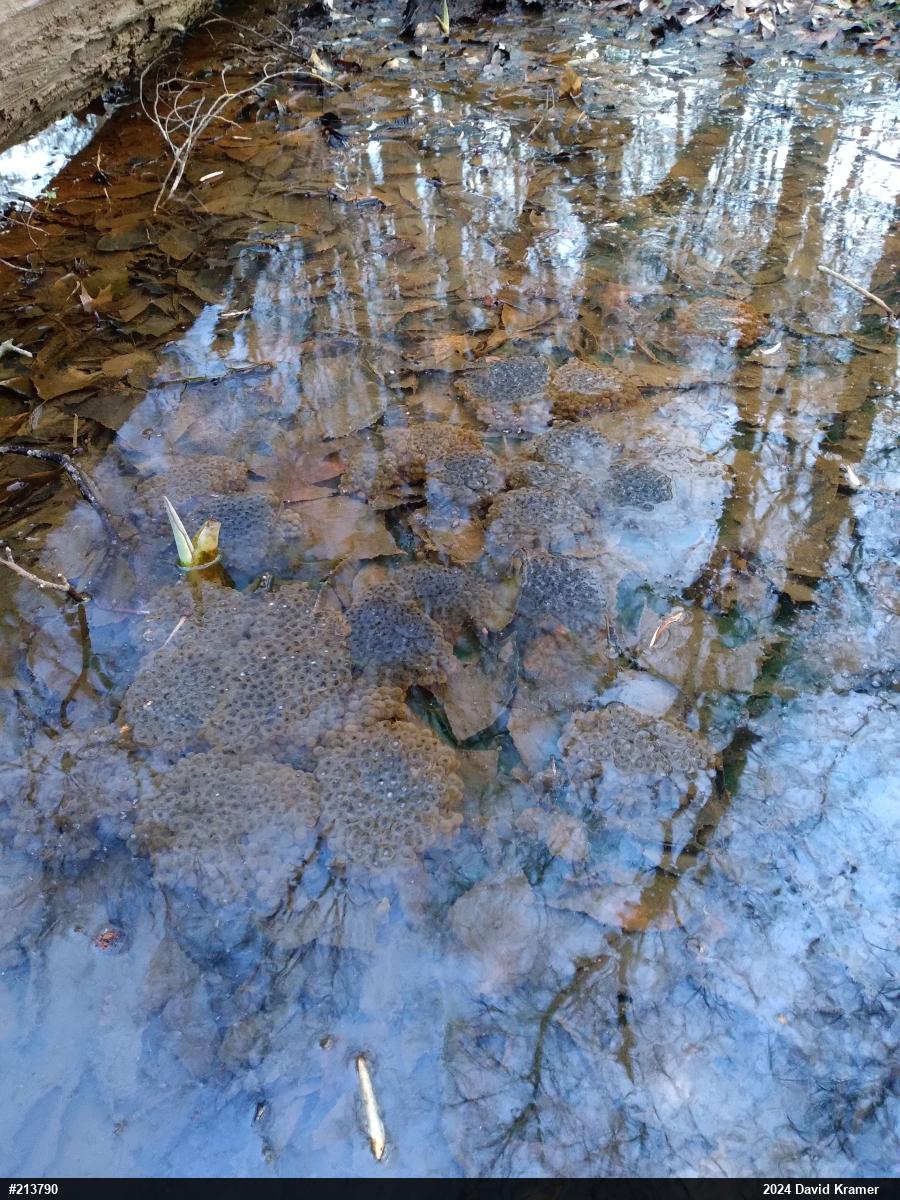Wood Frog