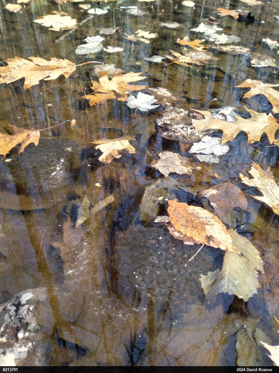 Wood Frog