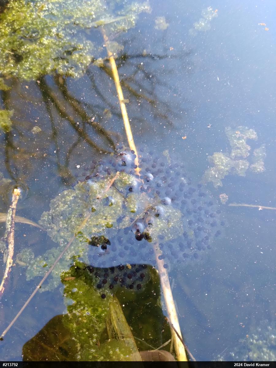 Wood Frog