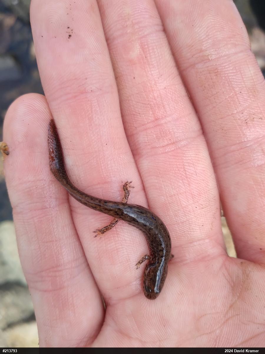 Northern Two-lined Salamander