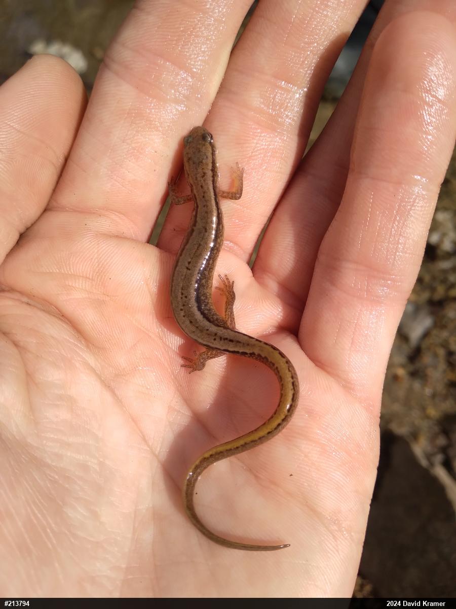 Northern Two-lined Salamander
