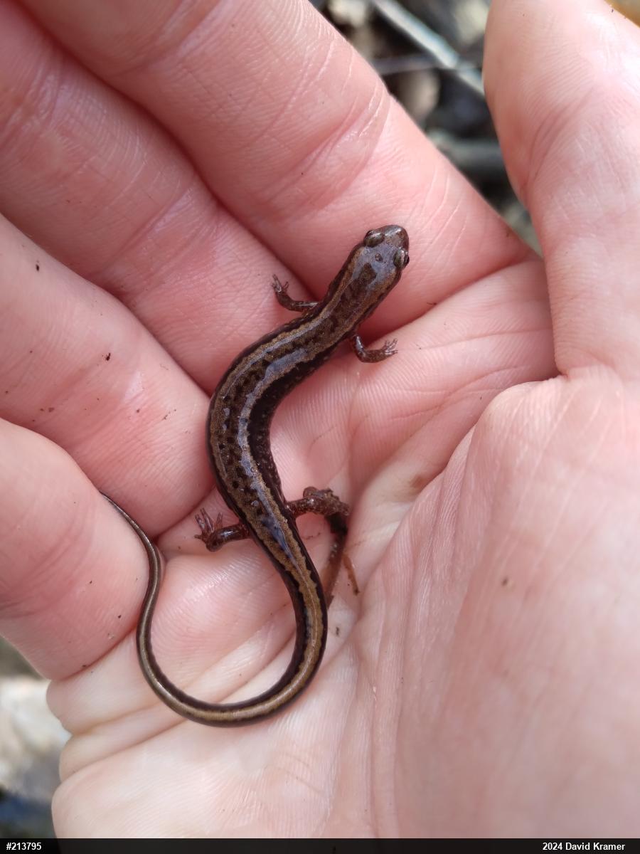 Northern Two-lined Salamander