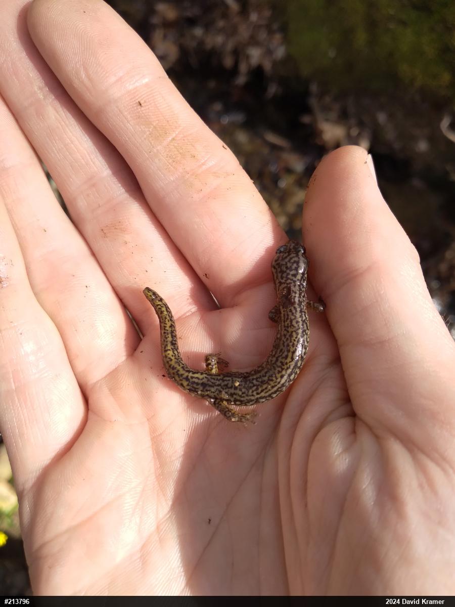 Northern Two-lined Salamander