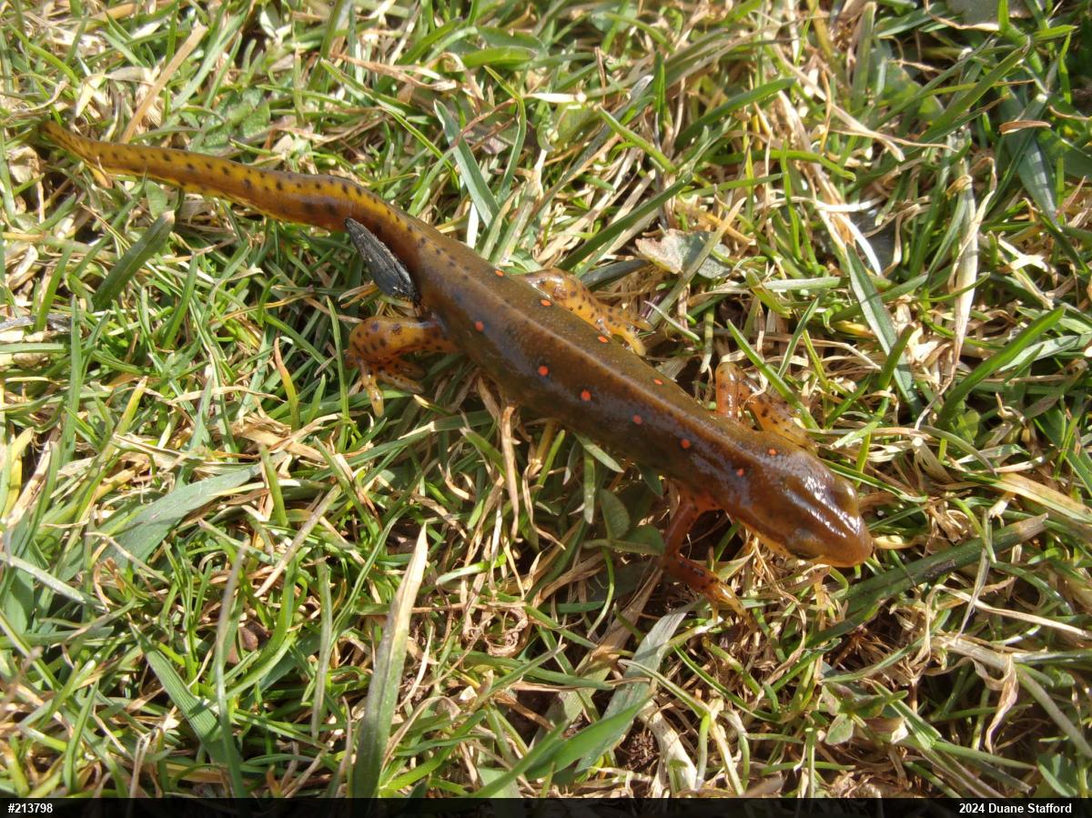 Red-spotted Newt