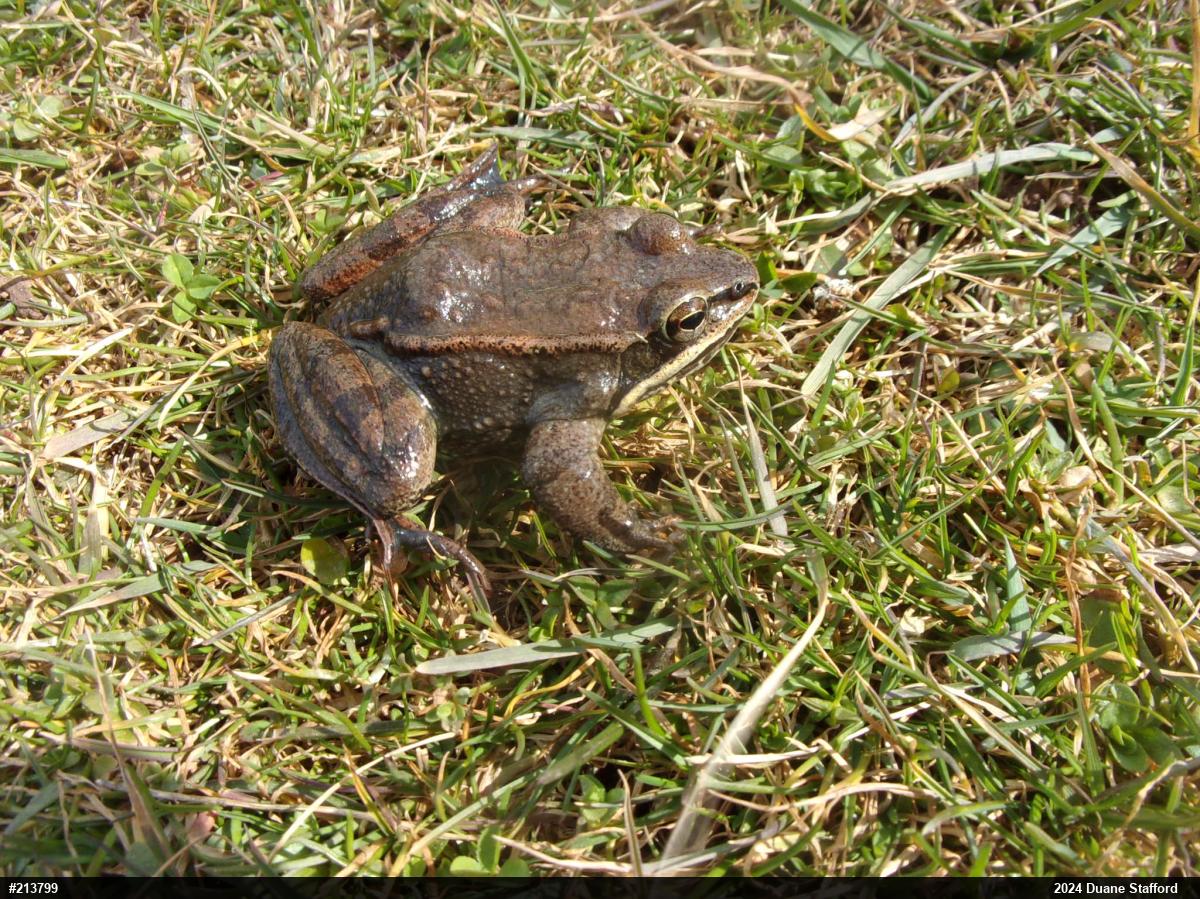 Wood Frog