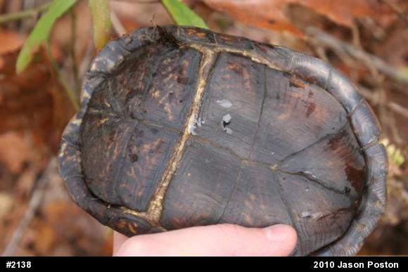Eastern Box Turtle