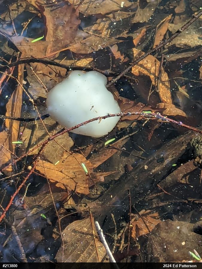Spotted Salamander