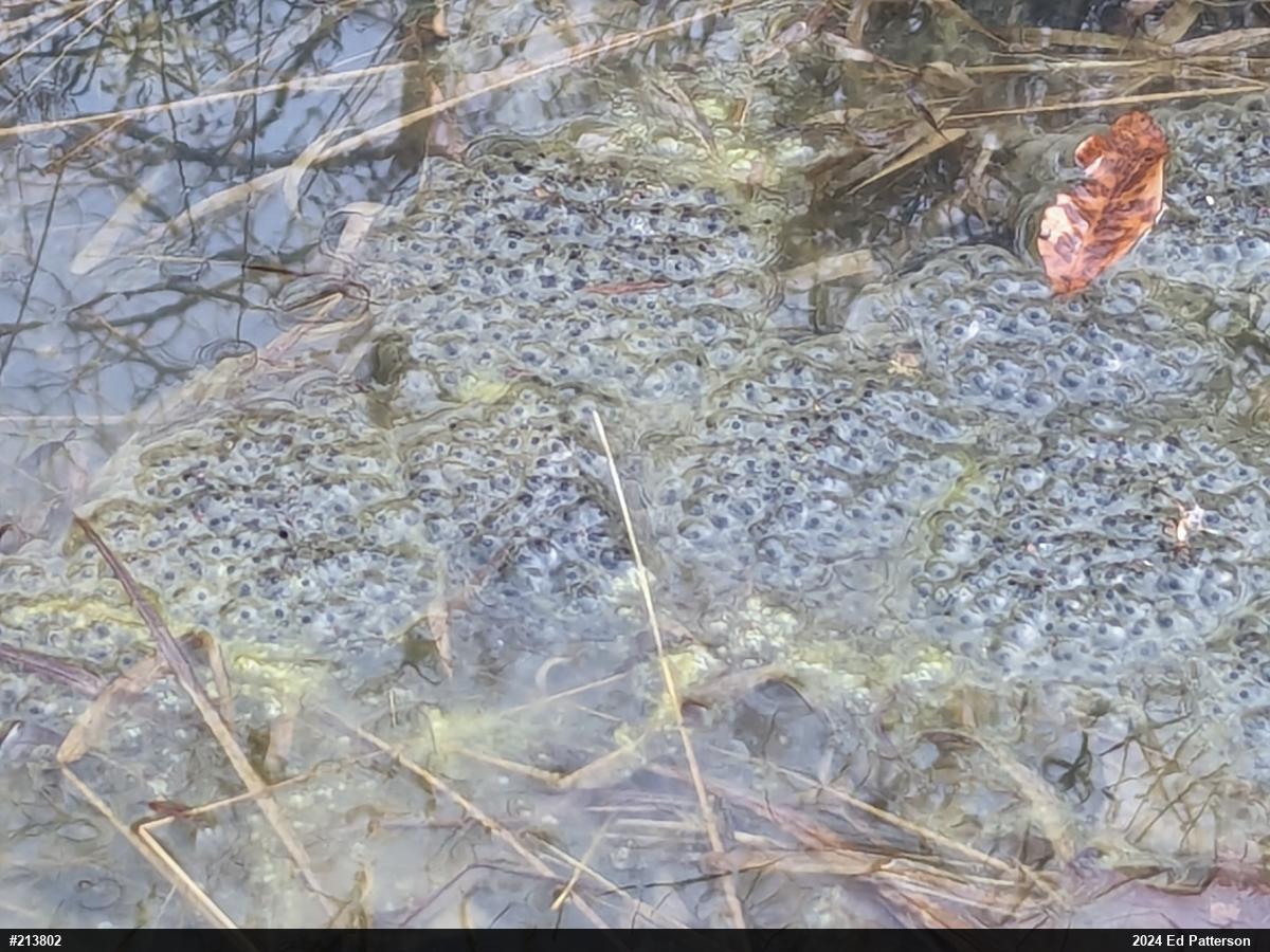 Wood Frog