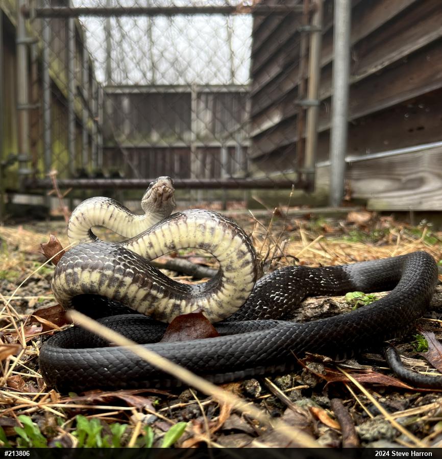 Eastern Ratsnake