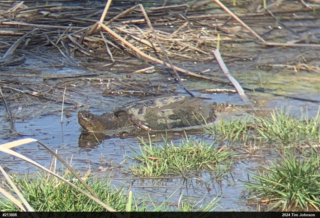 Snapping Turtle